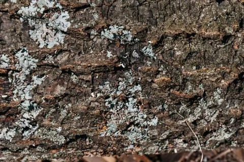 Old tree bark with moss Stock Photos