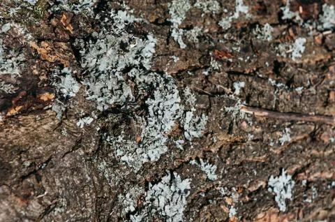 Old tree bark with moss Stock Photos