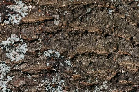 Old tree bark with moss Stock Photos