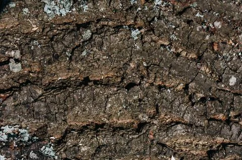 Old tree bark with moss Stock Photos