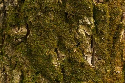Old tree bark with moss texture natural wood surface close-up Stock Photos