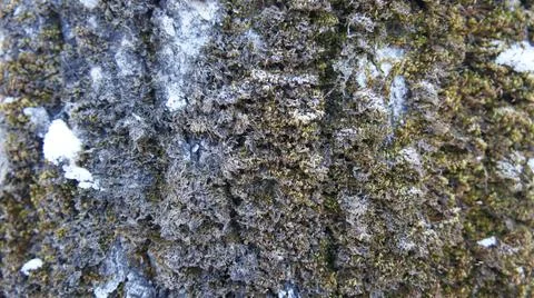 Old tree bark, moss on the tree trunk Stock Photos