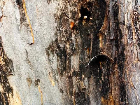 Old tree bark pattern with peeling bark. Tree bark pattern taken close up a.. Stock Photos