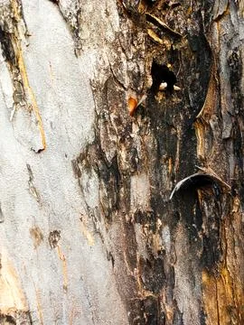 Old tree bark pattern with peeling bark. Tree bark pattern taken close up a.. Stock Photos