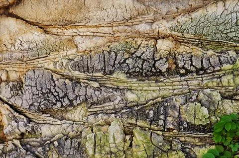 Old tree bark Stock Photos