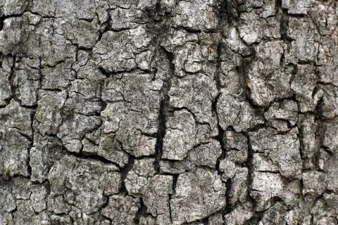 Old tree bark Stock Photos