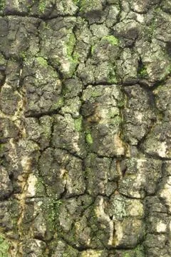 Old tree bark Stock Photos