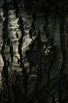 Old tree bark Foto stock