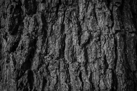 Old tree bark Stock Photos