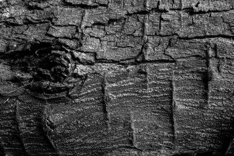 Old tree bark Stock Photos