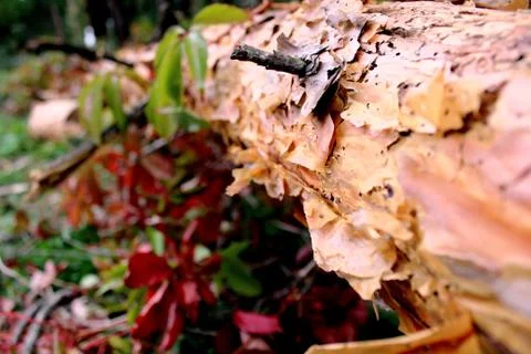 Old tree bark Stock Photos