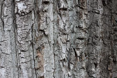 An old tree bark Stock Photos