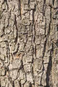 Old tree bark Stock Photos