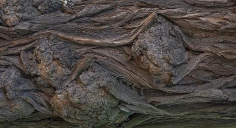 Old tree bark 库存照片