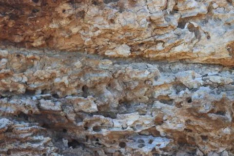 Old tree bark pitted by bark beetle Stock Photos