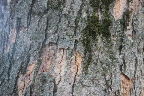 Old tree bark with ridges on it under summer evening sun 库存照片
