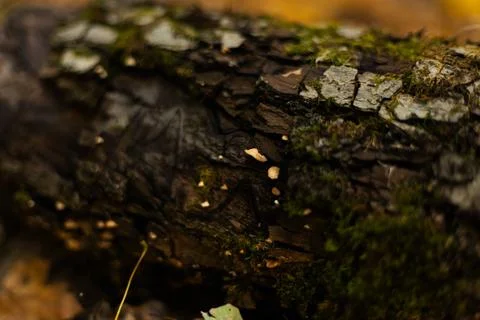 Old tree bark with small white fungi growing on its surface Stock Photos