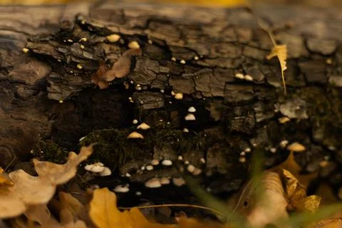 Old tree bark with small white fungi growing on its surface Stock Photos