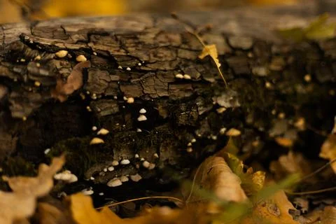 Old tree bark with small white fungi growing on its surface Foto stock