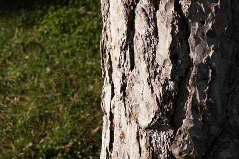 Old tree bark structure Stock Photos