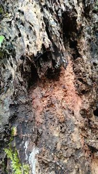 Old tree bark texture (1) Stock Photos