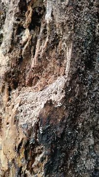 Old tree bark texture (10) Stock Photos