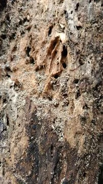 Old tree bark texture (11) Stock Photos