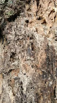 Old tree bark texture (12) Stock Photos