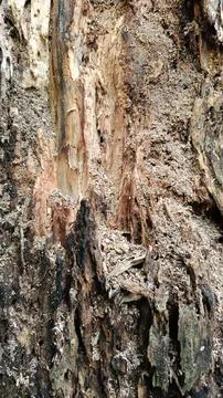 Old tree bark texture (13) Stock Photos