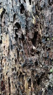 Old tree bark texture (15) Stock Photos