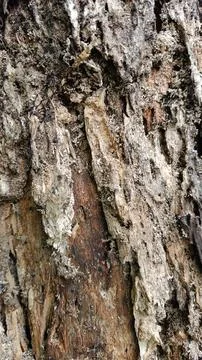 Old tree bark texture (16) Stock Photos