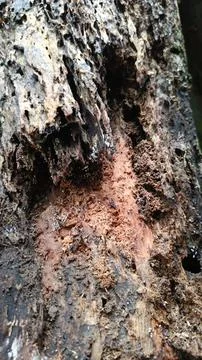 Old tree bark texture (17) Stock Photos