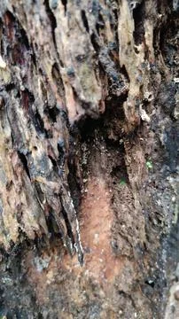 Old tree bark texture (2) Stock Photos