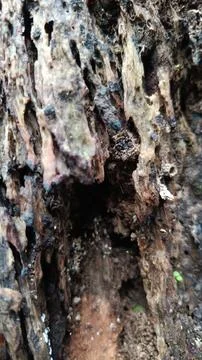 Old tree bark texture (3) Stock Photos