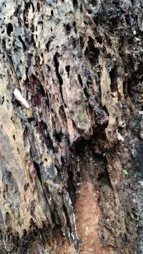 Old tree bark texture (4) Stock Photos