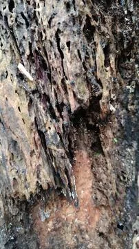 Old tree bark texture (5) Stock Photos