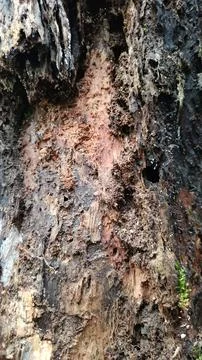 Old tree bark texture (6) Stock Photos