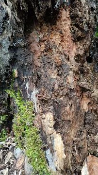 Old tree bark texture (7) Stock Photos