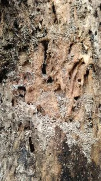 Old tree bark texture (8) Stock Photos