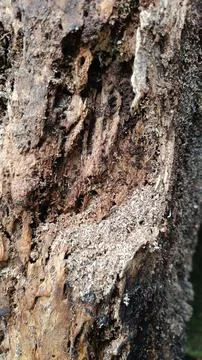 Old tree bark texture (9) Stock Photos