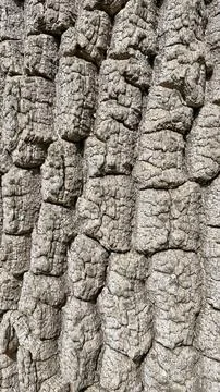 Old tree bark texture. Abstract background for design. Stock Photos