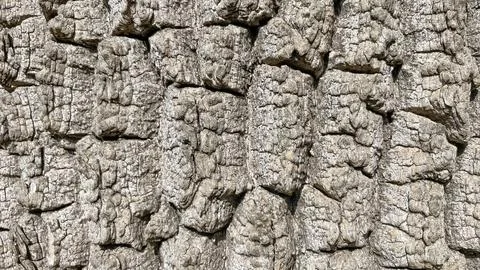 Old tree bark texture. Abstract background for design. Foto stock