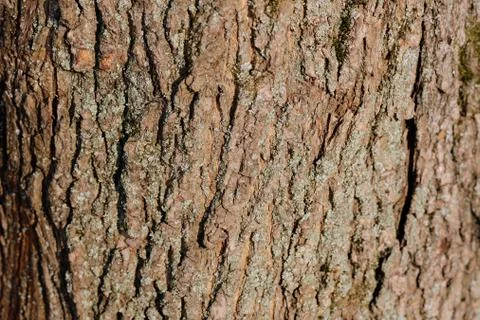 Old tree bark texture and background close up. Brown color toned Stock Photos