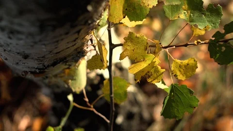 Old tree bark texture in autumn forest under warm sunlight, close-up Stock Footage 88738456