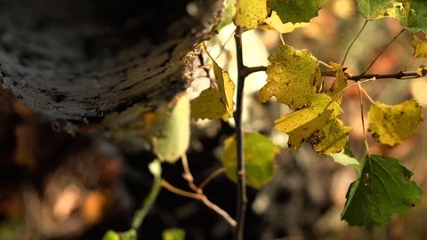 Old tree bark texture in autumn forest under warm sunlight, close-up Stock-Footage 88738479