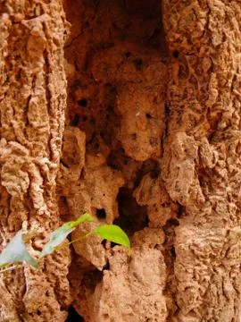 Old tree bark texture background 写真素材