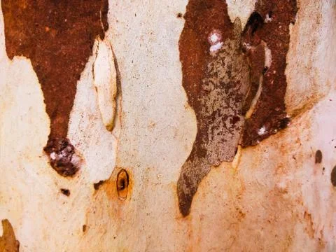 Old tree bark texture background 写真素材