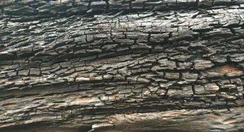 Old tree bark texture background. Stock Photos