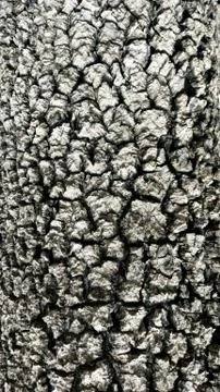 Old tree bark texture background. Stock Photos