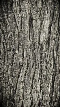 Old tree bark texture background Stock Photos